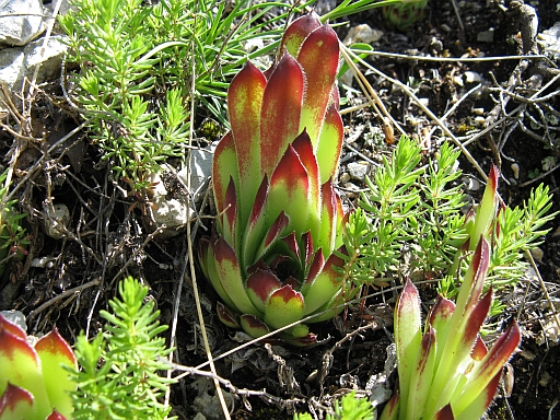 Sempervivum tectorum e  aracnoideum